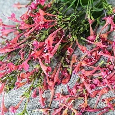 Agastache+-+Raspberry+Daquari.jpg