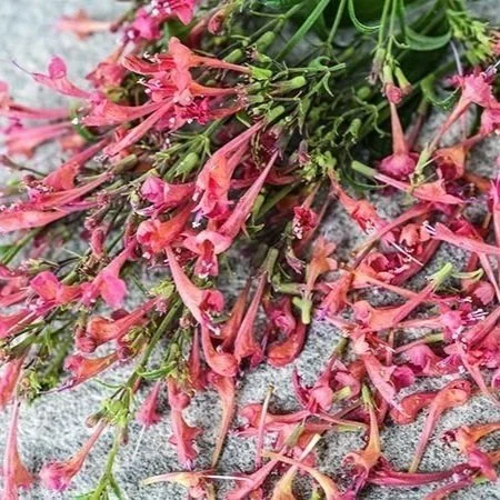 Hyssop - Raspberry Daquari