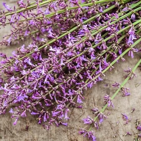 Agastache-+Rose+Mint1.jpg