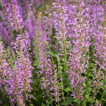 Agastache-+Rose+Mint.jpg
