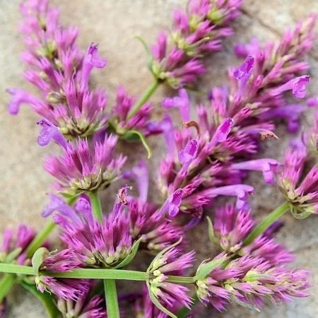 Hyssop - Arcado Pink