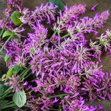Agastache+-+Arcado+Pink.jpg