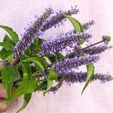 Hyssop- Anise