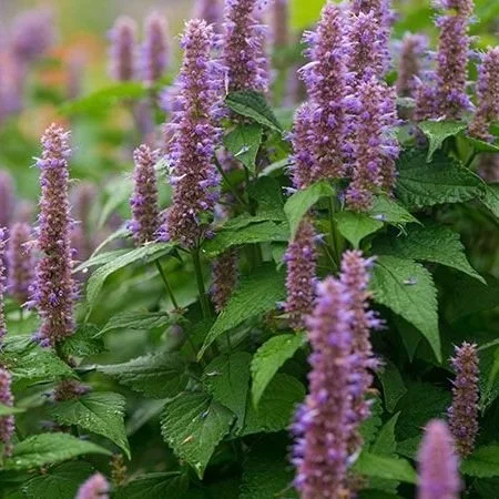 Agastache+-+Korean+Green1.jpg