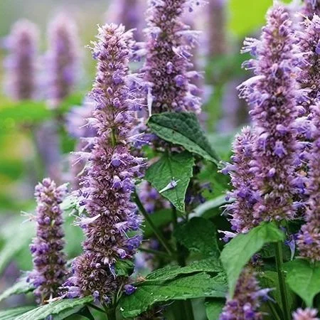 Hyssop - Korean "Green"