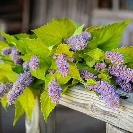 Hyssop - Korean "Golden Jubliee"
