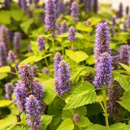 Agastache+-+Korean+Golden+Jubliee1.jpg