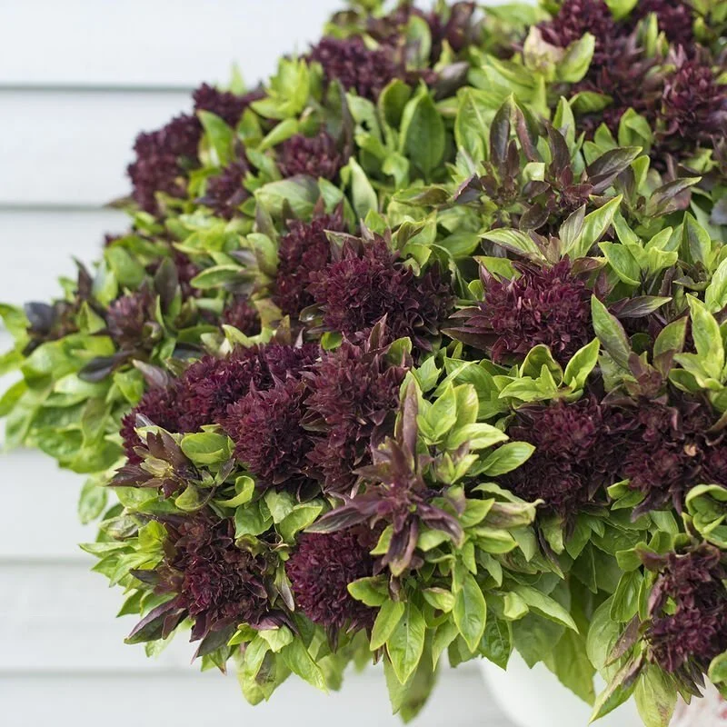 Cardinal+Basil1.jpg