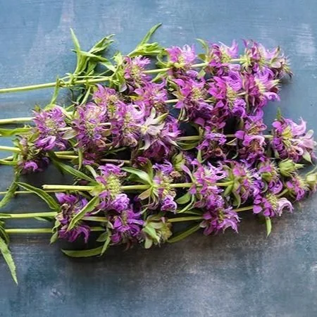 Lemon+Bee+Balm.jpg