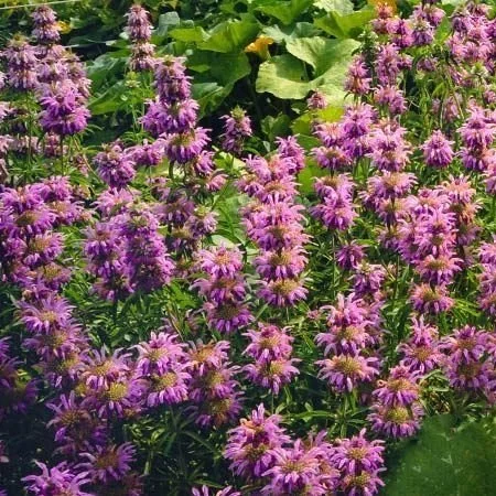 Lemon+Bee+Balm1.jpg