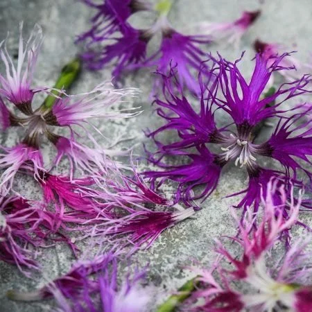 Rainbow+Dianthus2.jpg