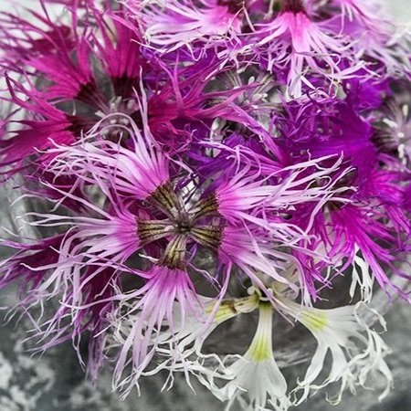 Rainbow Dianthus