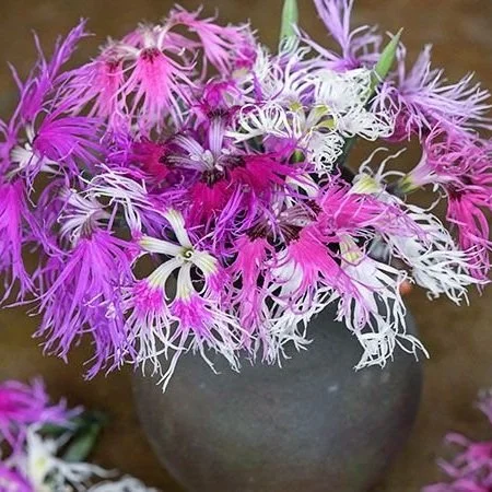 Rainbow+Dianthus.jpg