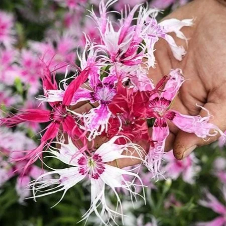 Spooky+Dianthus2.jpg