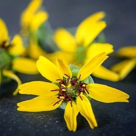 Chocolate-Daisy.jpg