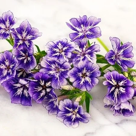 Phlox - Sugar Stars