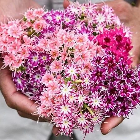 Twinkles+Dwarf+Phlox1.jpg