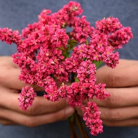 Buckwheat1.jpg