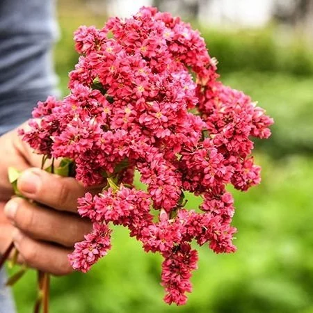 Buckwheat