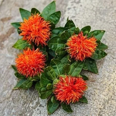 Safflower