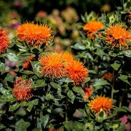 Safflower1.jpg
