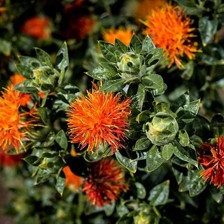 Safflower.jpg