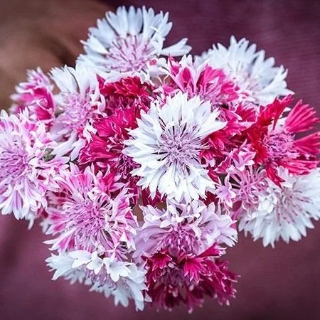 Cornflower - Pink