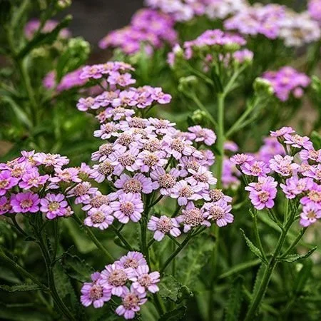 Pink Yarrow