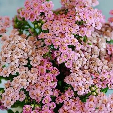 Pink+Yarrow.jpg