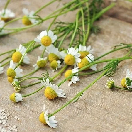 Chamomile