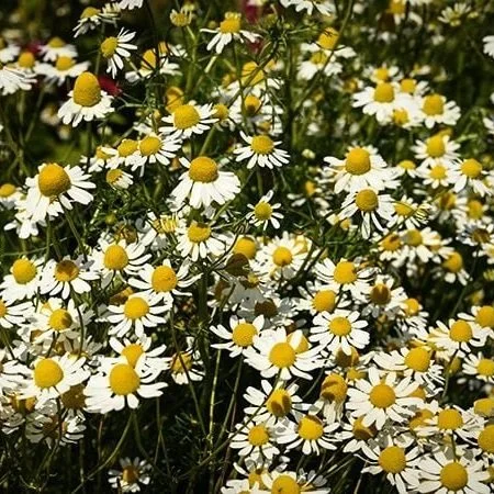 Chamomile.jpg