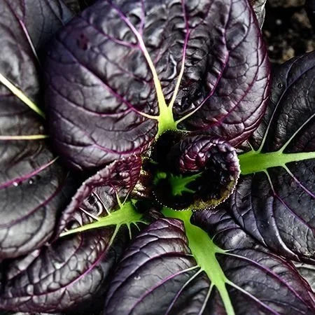 Purple+Lady+Choy1.jpg