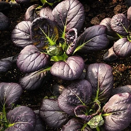 Purple Lady Choy