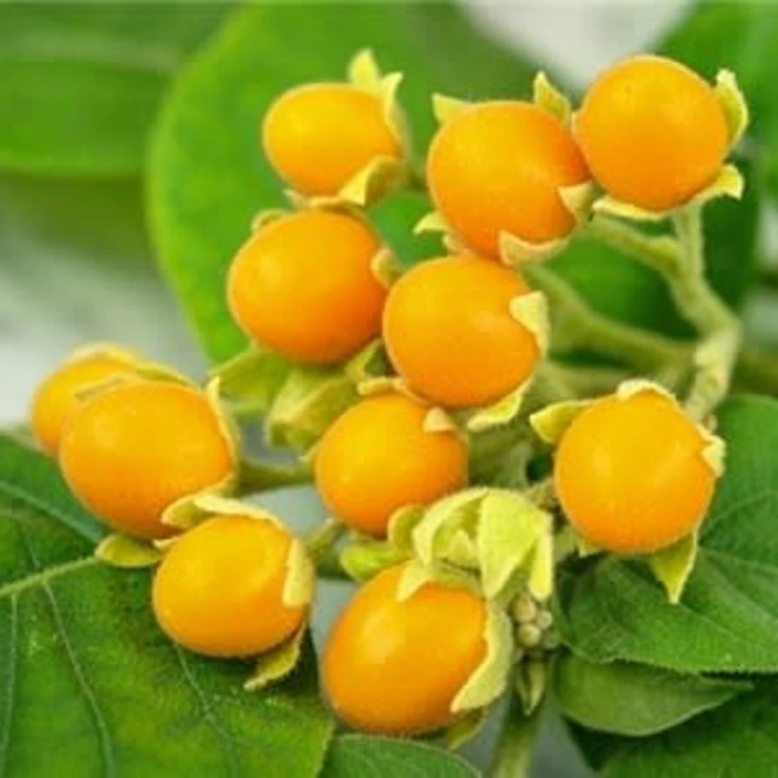 Dwarf Tamarillo
