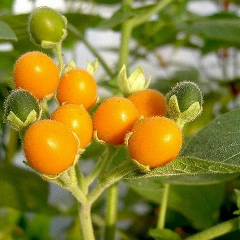 Dwarf+Tamarillo.jpg