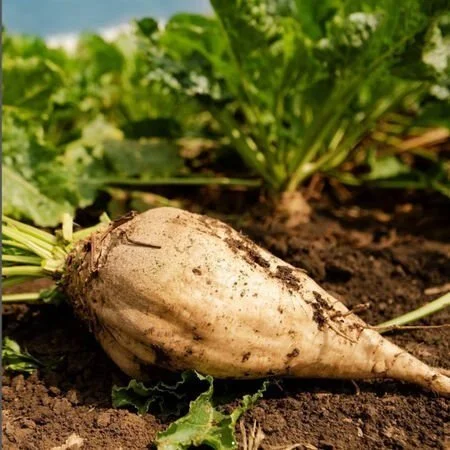Sugar Beet