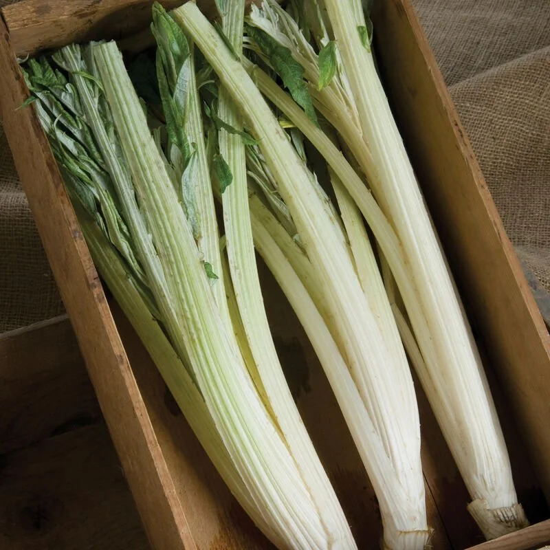 Cardoon1.jpg