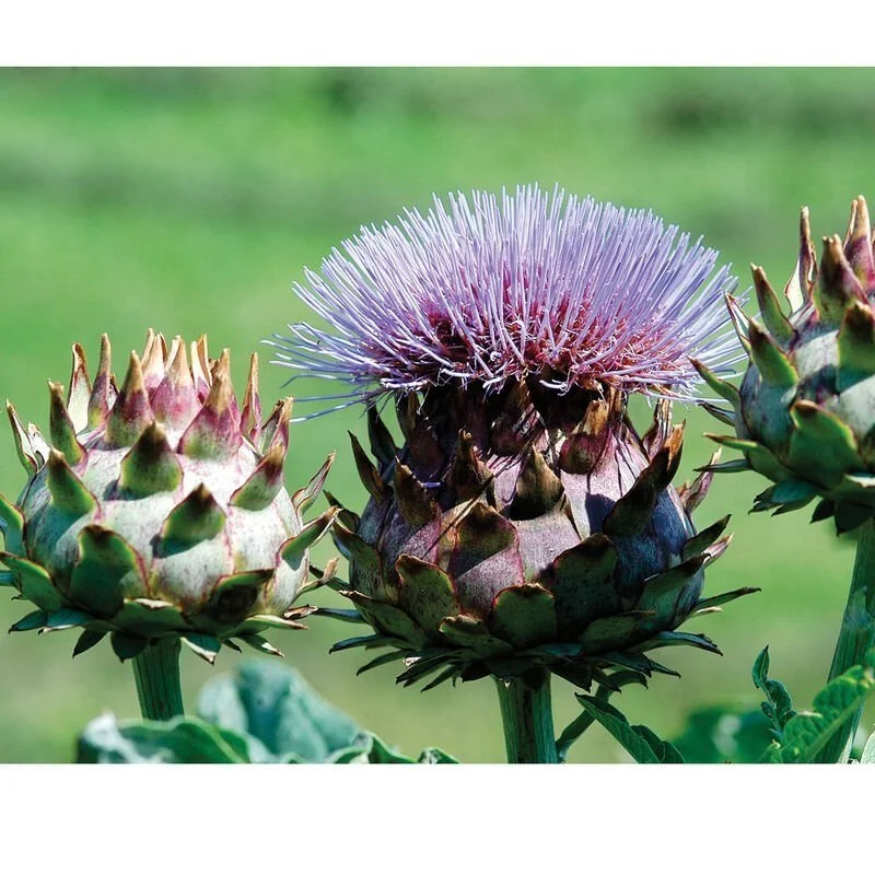 Cardoon2.jpg