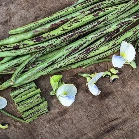 Thai Soldier Bean