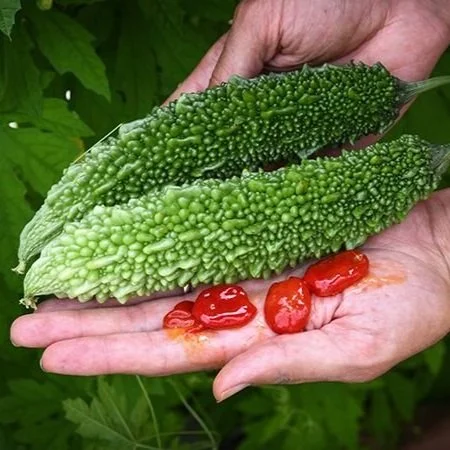 Ganjyu Bitter Melon