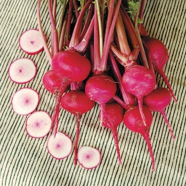 Red Turnip