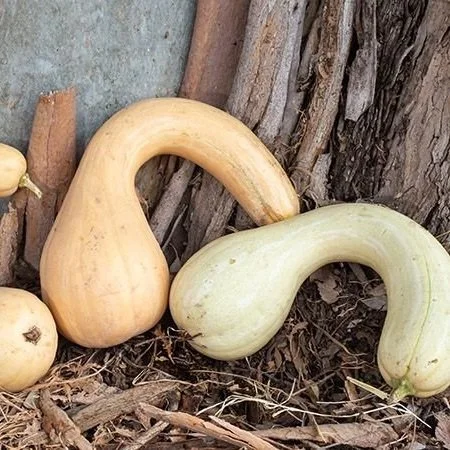 Tahitian Melon Squash