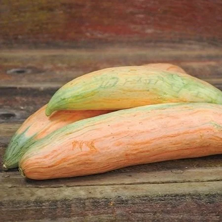 Candy Roaster Squash