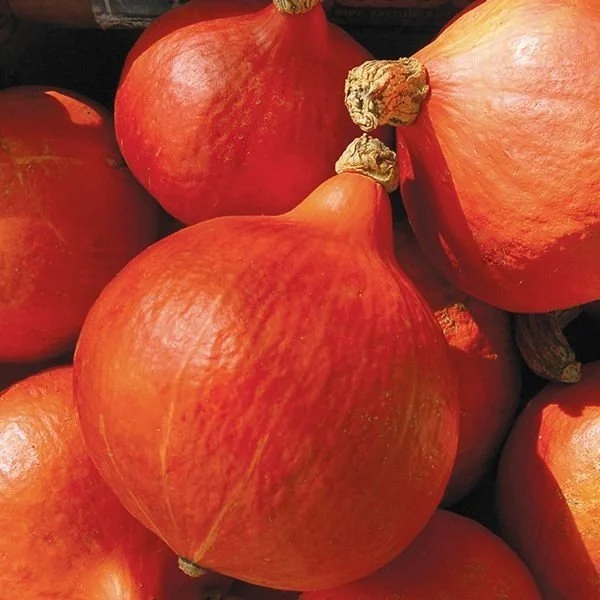 Kuri Squash