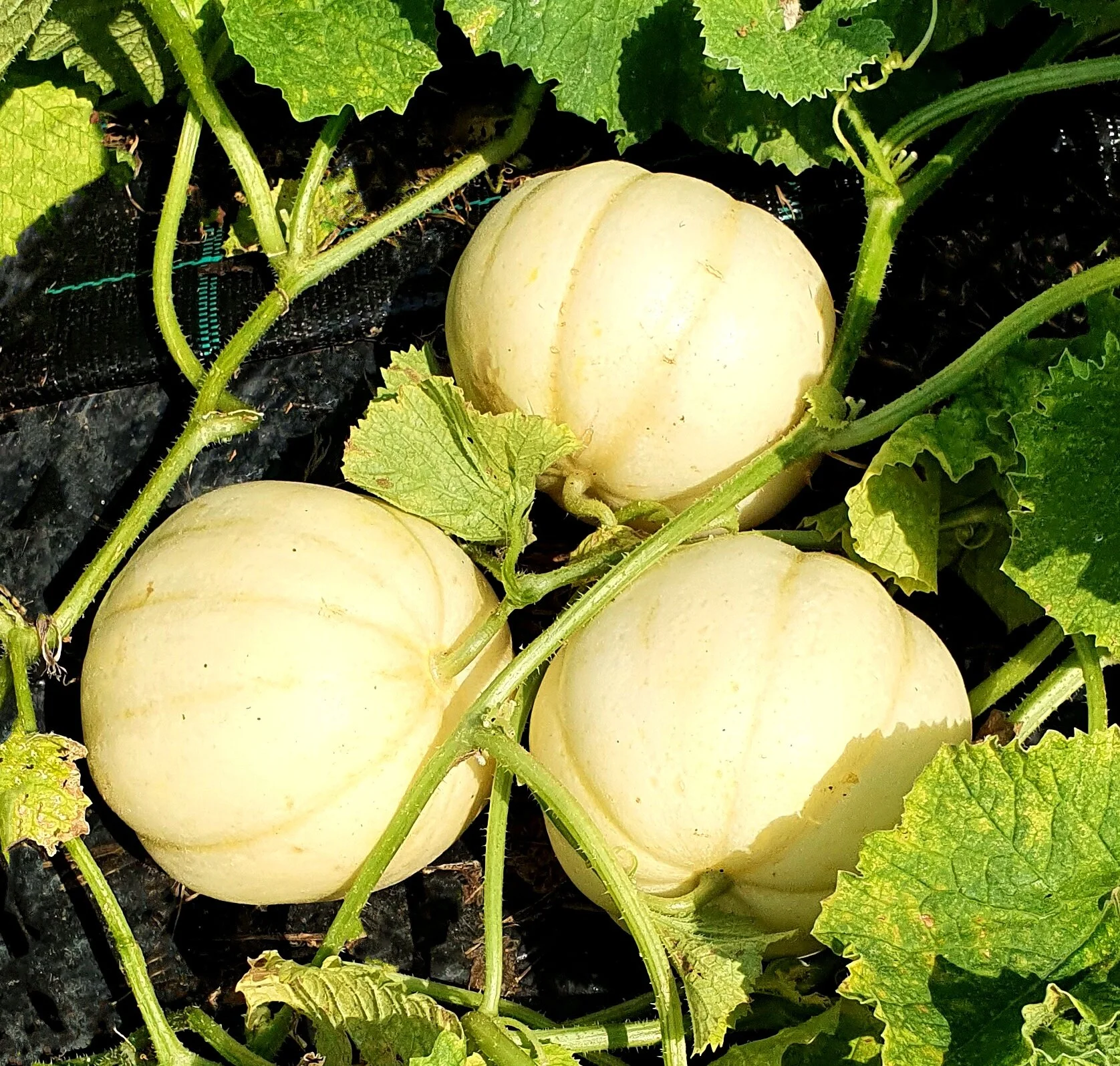 Chrysanthemum Melon1.jpg