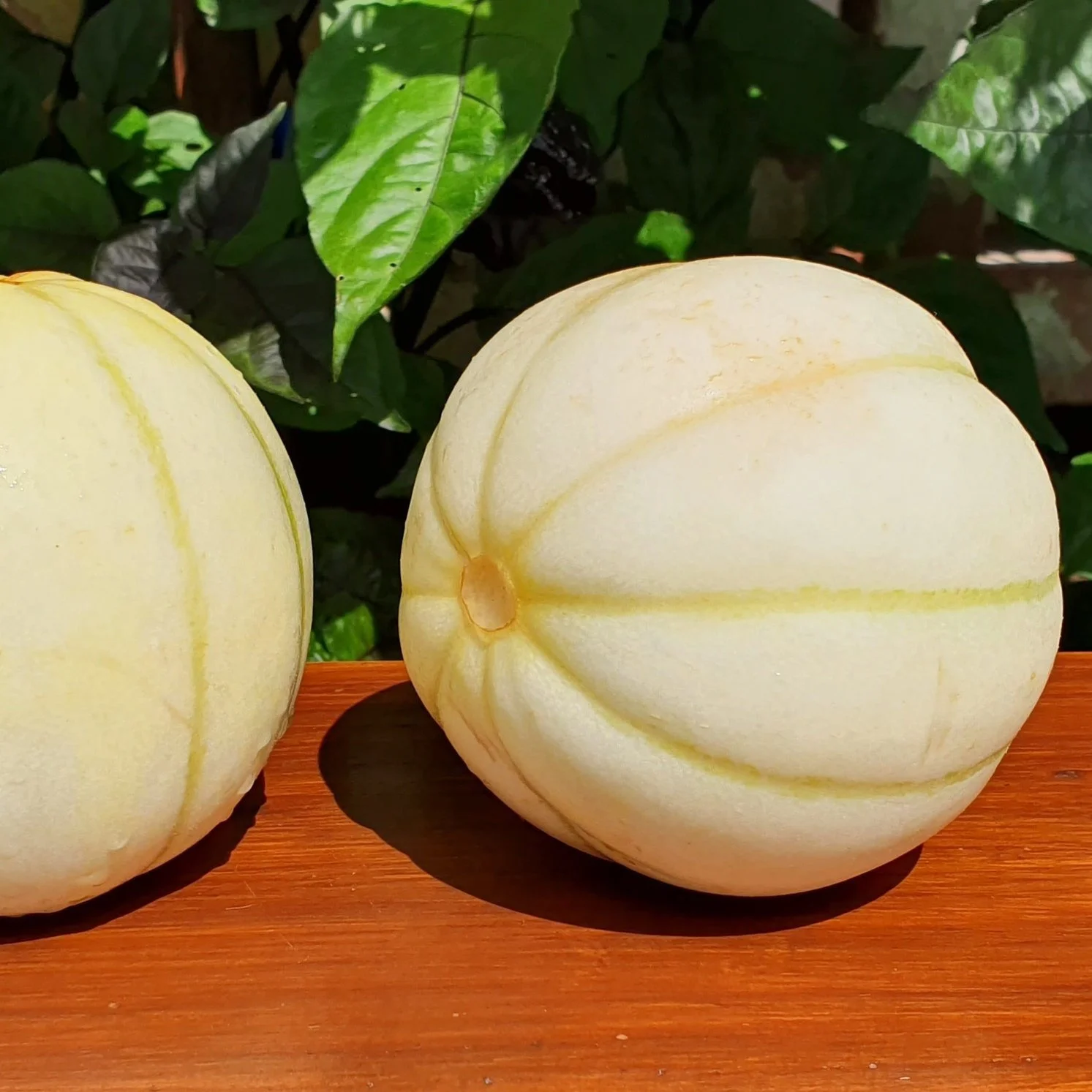 Chrysanthemum+Melon.jpg