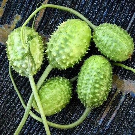 Burr Gherkin