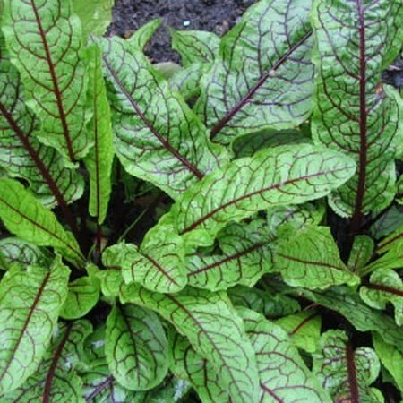 Sorrel