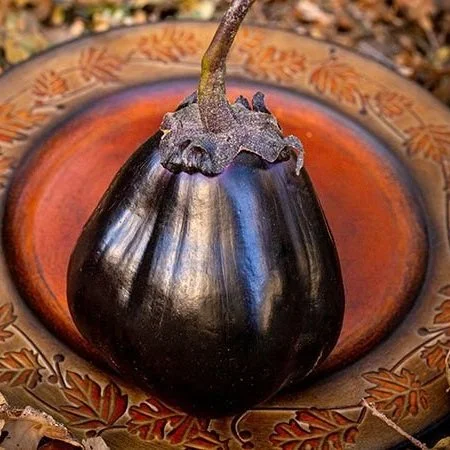 Eggplant - Mitoyo