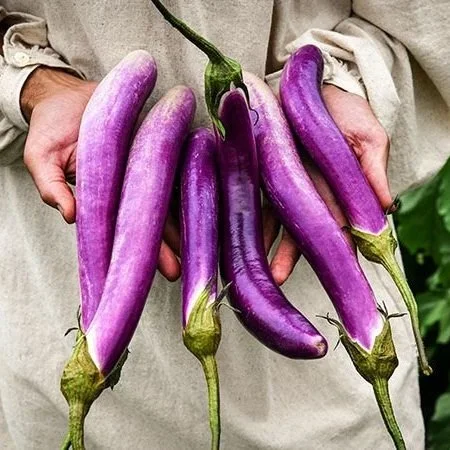 Eggplant+-+Ping+Tung1.jpg